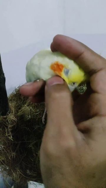 My Cockatiel Loves To Cuddle | To Be Continued...