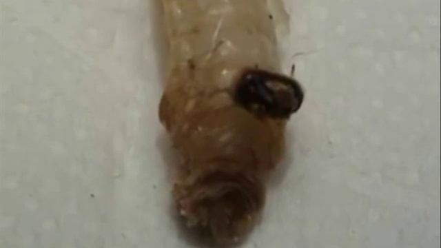 Metamorphosis Larva Pupa смотреть онлайн