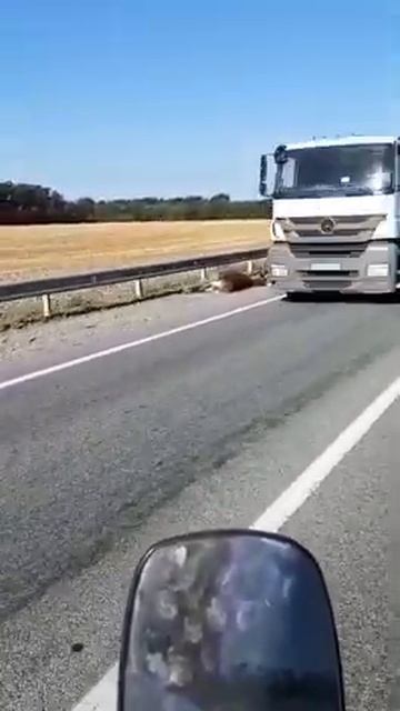 Вот так на Кубани олени гибнут смотреть онлайн