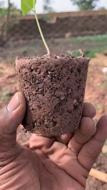 Hot pepper Seedlings #africa #pepper #nature #seeds #soil #peppers #mali #bamako #india #shortfeed смотреть онлайн