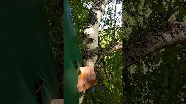 В КАКИЕ ЛОВУШКИ ЛУЧШЕ ЛОВЯТСЯ РОИ смотреть онлайн