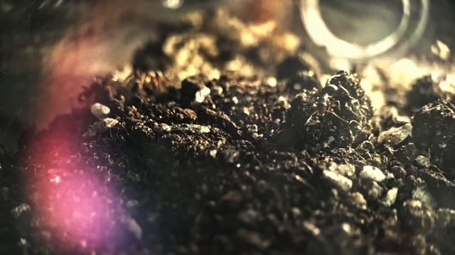 Моя колонія Polyergus Rufescens