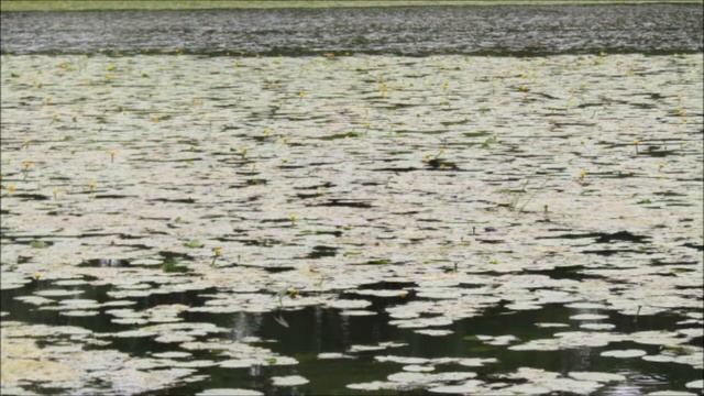 Кувшинковое царство День №8 Water lily kingdom Day#8 Królestwo lilii wodnych Dzień#8 смотреть онлайн
