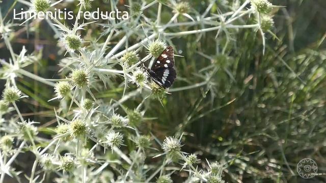 Limenitis Reducta