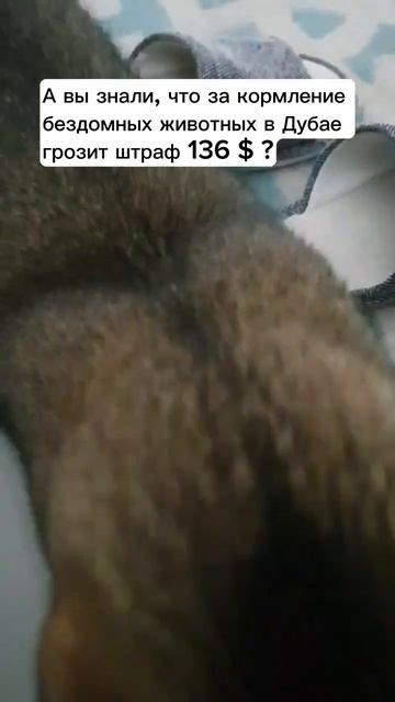 Штраф за кормление бездомных животных смотреть онлайн
