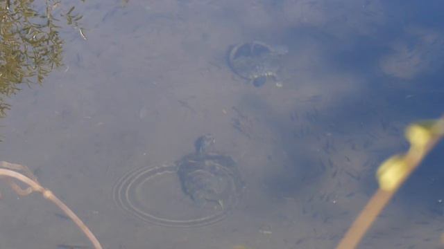 [佐波川のいきものたち 187 ] 水底のミシシッピアカミミガメ Trachemys scripta elegans 2個体 смотреть онлайн