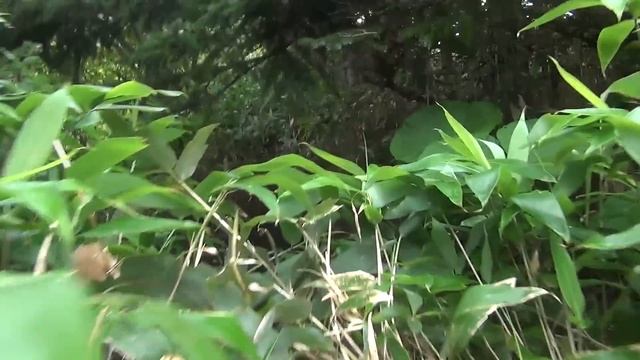 Кунашир. Берегом океана к вулкану Тятя. Рыбалка на пути. смотреть онлайн