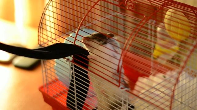 Хомяк жадина ;) смотреть онлайн