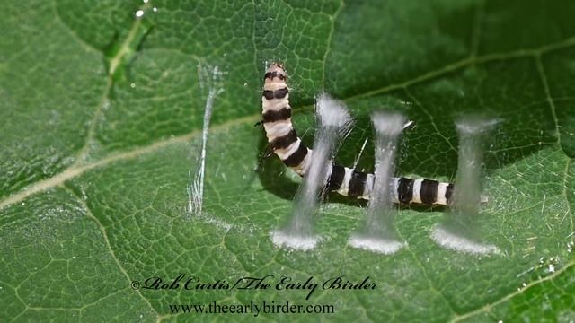 Fascista Cercerisella  REDBUD LEAFFOLDER Spinning Web Structure  1305814