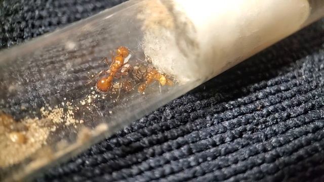 Pogonomyrex Californicus 9/28/22 [Callow Worker] смотреть онлайн