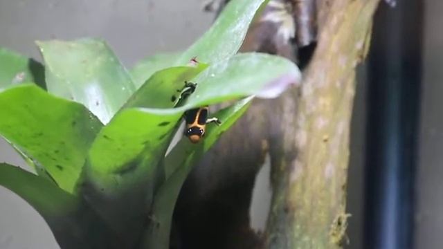 Ranitomeya Imitator Intermedius male calling смотреть онлайн