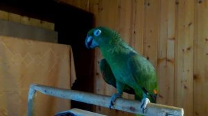 Попугай Амазон Мюллера Amazon Mullera Mealy