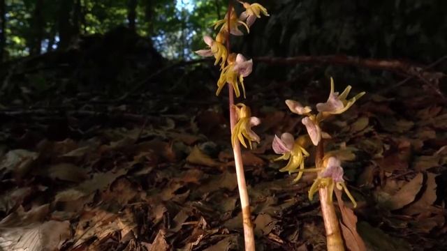 Mt Olympus Orchids: Epipogium aphyllum смотреть онлайн