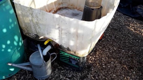 "Summer Solstice" (Longest Day) Boskoop Glory Grapes, Horse Manure Run Off, Nettle Plant Food (391