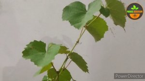 💚 Все о винограде: советы по уходу за виноградной лозой (Russian) @ParasGardeningSolutions