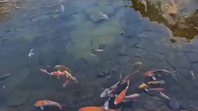 Карп кои в пруду смотреть онлайн