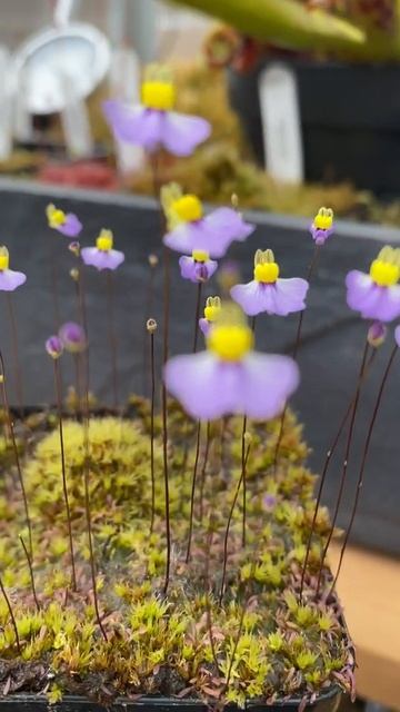 #Shorts Utricularia Bisquamata CV Betty's Bay смотреть онлайн