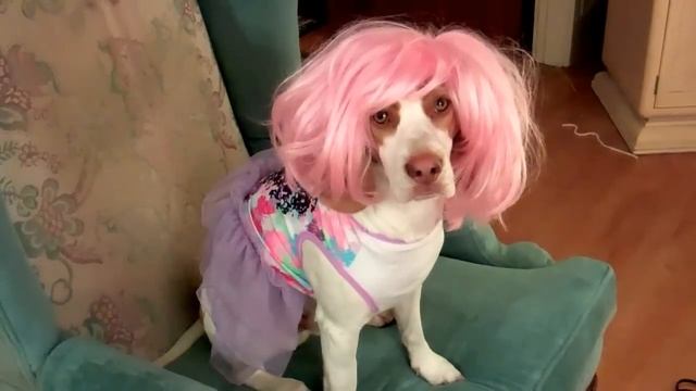 Drag Dog Loves Pink Wig смотреть онлайн