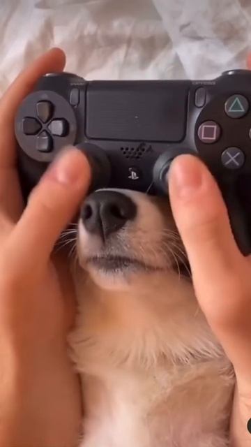 Смешная собака Shorts