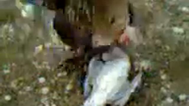 Индюшка защищая цыплят убила чайку смотреть онлайн