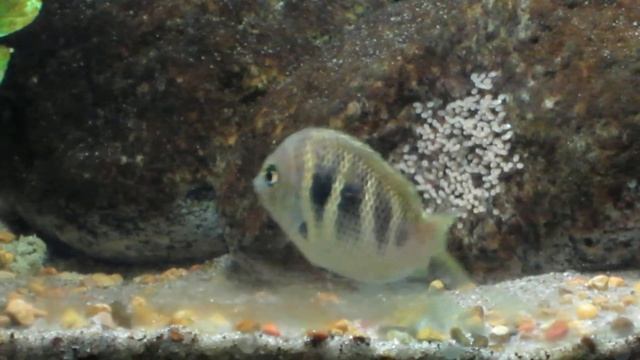 Etroplus canarensis Pair's Second Spawn in Ten Days смотреть онлайн