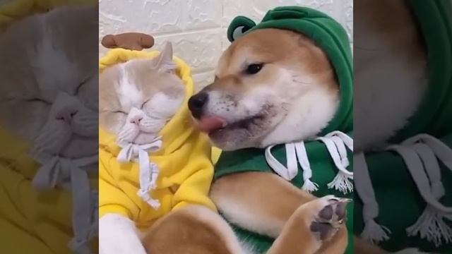 What A Perfect Couple! | Dogs Cats Video #Shorts #Dogs #Cats #CuteAnimals #FunnyAnimals