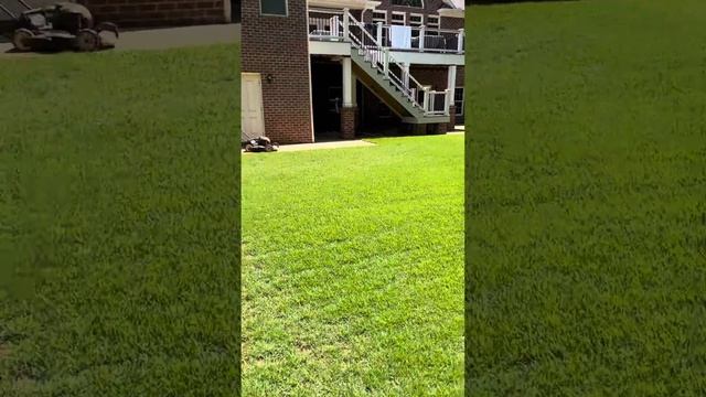 Seed Renovation Update // Seeded Zenith Zoysia // 60 Day Update смотреть онлайн