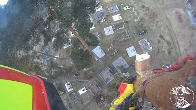 Высокая сосна смотреть онлайн