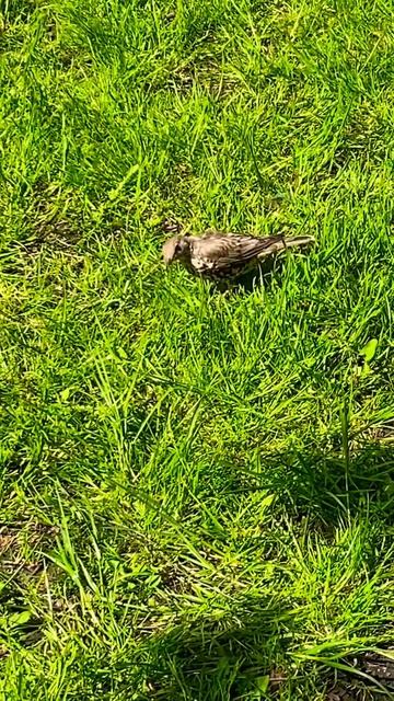 IT behaves SO LIKE😃😵💫BLACKBIRD MISTLE THRUSH’S SO FUN, CUTEST Gazing 😃🥹 #asmr смотреть онлайн