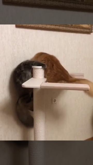 Битва за гамак смотреть онлайн