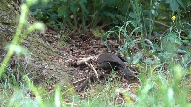 Kos černý (Turdus Merula) Common Blackbird, Чёрный дрозд, Amsel, Kos, Drozd čierny