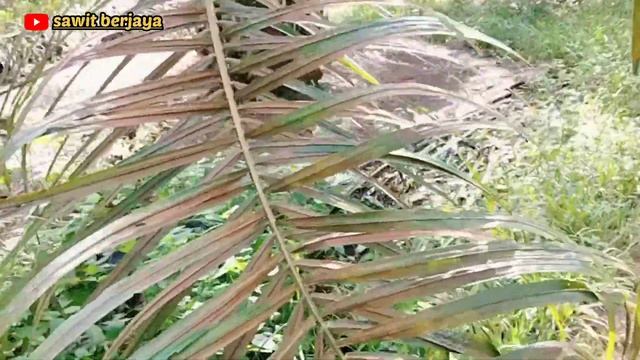 pemupukan dolomit M-100 pada piringan sawit | Fertilization of M-100 dolomite in oil palm fields смотреть онлайн