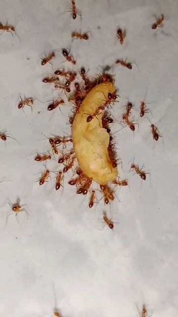 Makan Yang Sangat Ber Gizi