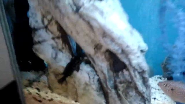 Гомункулы нападают , фирамир отдыхает на пляже . Смотреть всем тайна мира раскрыта. смотреть онлайн