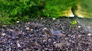 Бадис бадис , рыба-хамелеон / (Badis badis)