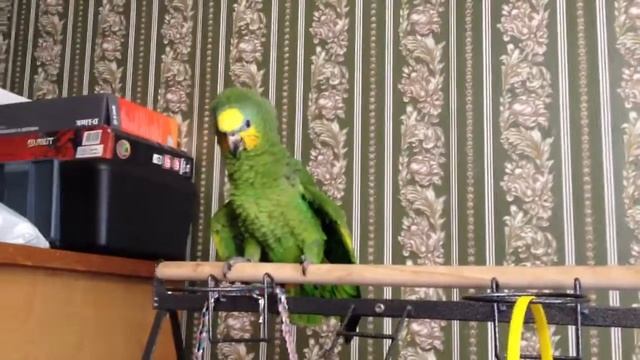 Попугай Георгий и никторин смотреть онлайн