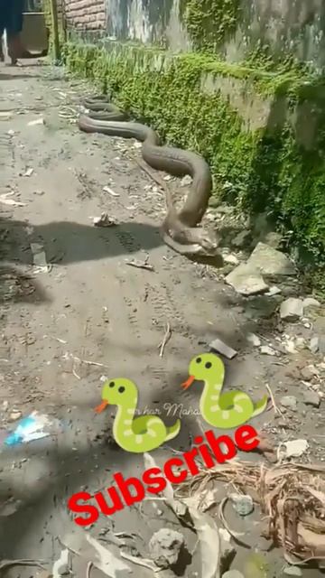 har har Shiv Shankar 🥰😱#shorts 🥰😱😲#short 😱😲 #breakingnews смотреть онлайн