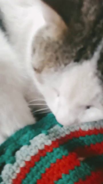 подпишись пожалуйста ради кота и поставьте лайки на канал