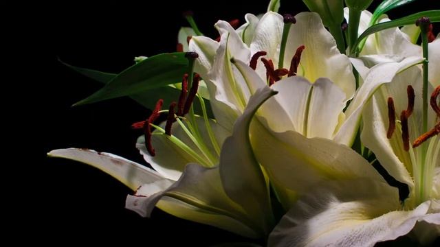 Lilium Auratum