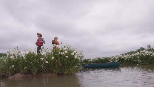 Discover Rocky Shoals Spider Lilies on the Catawba River смотреть онлайн