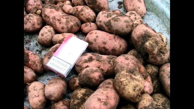 Подбираем сорта картофеля с высокой урожайностью!