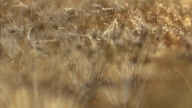 Cercospora and Ramularia Preview Clip смотреть онлайн