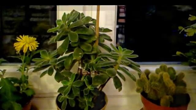 Комнатные цвееты смотреть онлайн