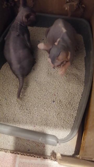 Как мы приучали котят к туалету смотреть онлайн