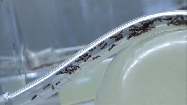 Pheidole Pallidula Pont
