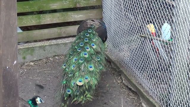 Paw Szmaragdowy W Wolierze,emerald Peacock In The Aviary,изумрудный павлин в вольере