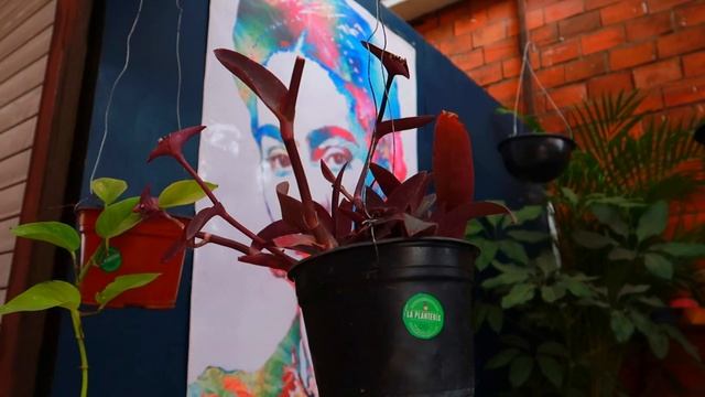Niño en barco: planta colgante o rastrera cuidados básicos | ¡Tradescantia de fácil cultivo! смотреть онлайн