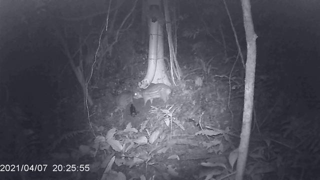 Camera De Trilha Pr100 Casal De Paca!!!