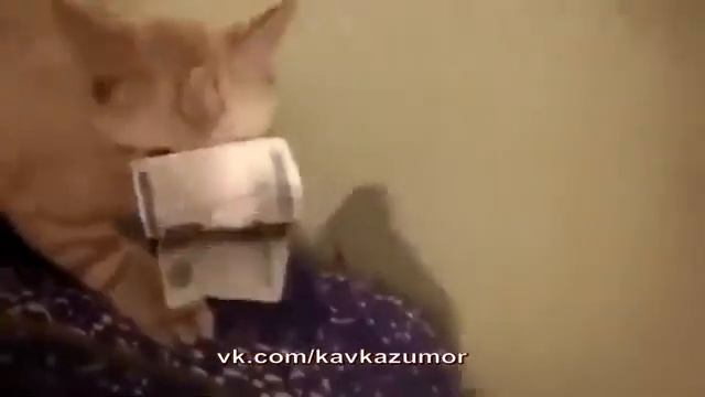 Даргинский кот 😂😂😂😂😂😂😂