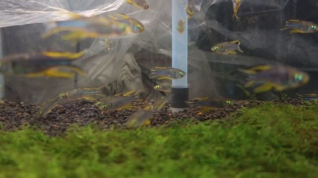 ニューギニアレインボー☆観賞魚図鑑#025学名 Iriatherina werneri (Meinken.1974)